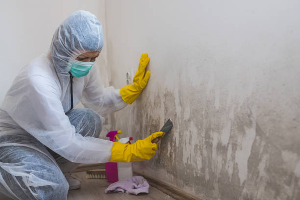 Mold Removal Process in Lafayette, LA