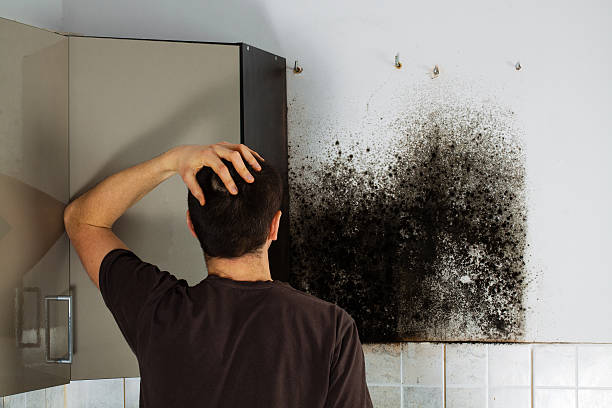 Office Mold Removal Services in Lafayette, LA