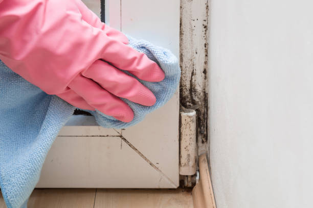 Best Commercial Mold Removal  in Fayette, LA