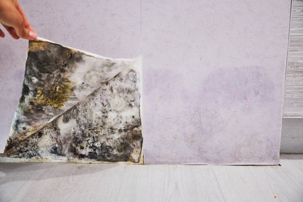 Professional Mold Removal in Lafayette, LA